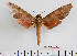  ( - BC-Mel2413)  @13 [ ] Copyright (2010) Tomas Melichar Research Collection of Tomas Mleichar