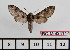  ( - BC-Mel2414)  @12 [ ] Copyright (2010) Tomas Melichar Research Collection of Tomas Mleichar