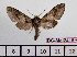  ( - BC-Mel2415)  @12 [ ] Copyright (2010) Tomas Melichar Research Collection of Tomas Mleichar