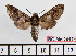  ( - BC-Mel2417)  @12 [ ] Copyright (2010) Tomas Melichar Research Collection of Tomas Mleichar