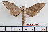  ( - BC-Mel2418)  @13 [ ] Copyright (2010) Tomas Melichar Research Collection of Tomas Mleichar