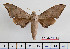  ( - BC-Mel2419)  @13 [ ] Copyright (2010) Tomas Melichar Research Collection of Tomas Mleichar
