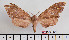  ( - BC-Mel2420)  @12 [ ] Copyright (2010) Tomas Melichar Research Collection of Tomas Mleichar