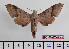  ( - BC-Mel2422)  @13 [ ] Copyright (2010) Tomas Melichar Research Collection of Tomas Mleichar
