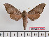  ( - BC-Mel2423)  @13 [ ] Copyright (2010) Tomas Melichar Research Collection of Tomas Mleichar