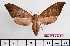  ( - BC-Mel2424)  @13 [ ] Copyright (2010) Tomas Melichar Research Collection of Tomas Mleichar