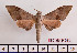  ( - BC-Mel2426)  @11 [ ] Copyright (2010) Tomas Melichar Research Collection of Tomas Mleichar