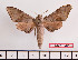  ( - BC-Mel2428)  @13 [ ] Copyright (2010) Tomas Melichar Research Collection of Tomas Mleichar