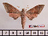  ( - BC-Mel2429)  @12 [ ] Copyright (2010) Tomas Melichar Research Collection of Tomas Mleichar