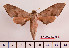  ( - BC-Mel2433)  @13 [ ] Copyright (2010) Tomas Melichar Research Collection of Tomas Mleichar
