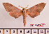  (Neopolyptychus compar septentrionali - BC-Mel2435)  @11 [ ] Copyright (2010) Tomas Melichar Research Collection of Tomas Mleichar