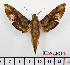  ( - BC-Mel2436)  @11 [ ] Copyright (2010) Tomas Melichar Research Collection of Tomas Mleichar