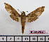  ( - BC-Mel2437)  @14 [ ] Copyright (2010) Tomas Melichar Research Collection of Tomas Mleichar