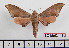  ( - BC-Mel2448)  @15 [ ] Copyright (2010) Tomas Melichar Research Collection of Tomas Mleichar