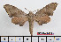 ( - BC-Mel2452)  @13 [ ] Copyright (2010) Tomas Melichar Research Collection of Tomas Mleichar