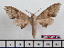  ( - BC-Mel2454)  @13 [ ] Copyright (2010) Tomas Melichar Research Collection of Tomas Mleichar