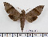  ( - BC-Mel2488)  @13 [ ] Copyright (2010) Tomas Melichar Research Collection of Tomas Mleichar