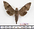  ( - BC-Mel2489)  @14 [ ] Copyright (2010) Tomas Melichar Research Collection of Tomas Mleichar