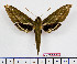  ( - BC-Mel2495)  @13 [ ] Copyright (2010) Tomas Melichar Research Collection of Tomas Mleichar
