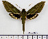  ( - BC-Mel2496)  @14 [ ] Copyright (2010) Tomas Melichar Research Collection of Tomas Mleichar