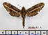  ( - BC-Mel2501)  @13 [ ] Copyright (2010) Tomas Melichar Research Collection of Tomas Mleichar