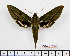  ( - BC-Mel2512)  @14 [ ] Copyright (2010) Tomas Melichar Research Collection of Tomas Mleichar
