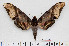  ( - BC-Mel2515)  @15 [ ] Copyright (2010) Tomas Melichar Research Collection of Tomas Mleichar