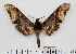  (Amplypterus - BC-Mel2516)  @15 [ ] Copyright (2010) Tomas Melichar Research Collection of Tomas Mleichar