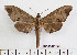  ( - BC-Mel2533)  @14 [ ] Copyright (2010) Tomas Melichar Research Collection of Tomas Mleichar