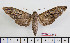  (Psilogramma dillerorum - BC-Mel2537)  @15 [ ] Copyright (2010) Tomas Melichar Research Collection of Tomas Mleichar