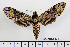  (Manduca boliviana - BC-Mel2540)  @15 [ ] Copyright (2010) Tomas Melichar Research Collection of Tomas Mleichar