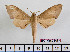  ( - BC-Mel2549)  @14 [ ] Copyright (2010) Tomas Melichar Research Collection of Tomas Mleichar