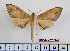  ( - BC-Mel2550)  @13 [ ] Copyright (2010) Tomas Melichar Research Collection of Tomas Mleichar