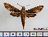  (Eupanacra perfecta perfecta - BC-Mel2551)  @14 [ ] Copyright (2010) Tomas Melichar Research Collection of Tomas Mleichar