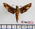 ( - BC-Mel2552)  @11 [ ] Copyright (2010) Tomas Melichar Research Collection of Tomas Mleichar