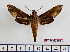  ( - BC-Mel2553)  @14 [ ] Copyright (2010) Tomas Melichar Research Collection of Tomas Mleichar
