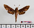  ( - BC-Mel2554)  @13 [ ] Copyright (2010) Tomas Melichar Research Collection of Tomas Mleichar