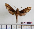  ( - BC-Mel2555)  @12 [ ] Copyright (2010) Tomas Melichar Research Collection of Tomas Mleichar