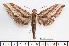  ( - BC-Mel2564)  @14 [ ] Copyright (2010) Tomas Melichar Research Collection of Tomas Mleichar