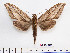  ( - BC-Mel2565)  @13 [ ] Copyright (2010) Tomas Melichar Research Collection of Tomas Mleichar