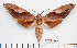 ( - BC-Mel2572)  @12 [ ] Copyright (2010) Tomas Melichar Research Collection of Tomas Mleichar