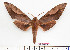  (Clanis titan - BC-Mel2573)  @14 [ ] Copyright (2010) Tomas Melichar Research Collection of Tomas Mleichar