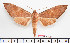  ( - BC-Mel2574)  @14 [ ] Copyright (2010) Tomas Melichar Research Collection of Tomas Mleichar