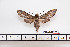  ( - BC-Mel2578)  @13 [ ] Copyright (2010) Tomas Melichar Research Collection of Tomas Mleichar
