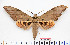  (Ambulyx - BC-Mel2583)  @16 [ ] Copyright (2010) Tomas Melichar Research Collection of Tomas Mleichar