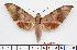  ( - BC-Mel2587)  @14 [ ] Copyright (2010) Tomas Melichar Research Collection of Tomas Mleichar