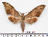  (Ambulyx tenimberi - BC-Mel2590)  @14 [ ] Copyright (2010) Tomas Melichar Research Collection of Tomas Mleichar