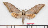  ( - BC-Mel2591)  @13 [ ] Copyright (2010) Tomas Melichar Research Collection of Tomas Mleichar
