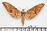  ( - BC-Mel2593)  @14 [ ] Copyright (2010) Tomas Melichar Research Collection of Tomas Mleichar