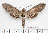  (Manduca paphus caestri - BC-Mel2610)  @13 [ ] Copyright (2010) Tomas Melichar Research Collection of Tomas Mleichar